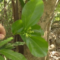 Strychnos nux-vomica L.